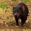 Dabel medvedovity - Sarcophilus harrisii - Tasmanian Devil 7697